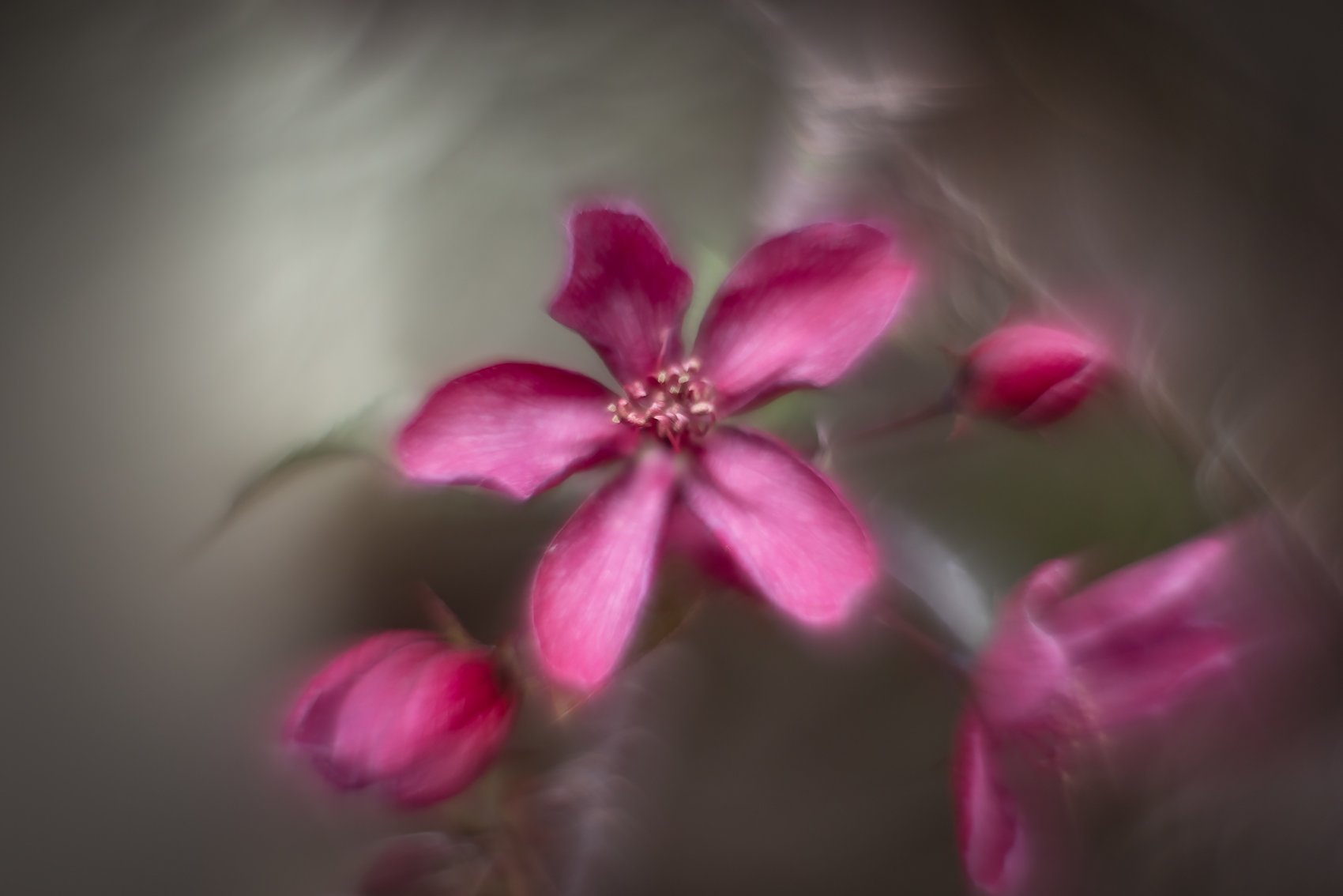 A bit crabby, Flowering Crab, My Backyard, Strathmore, AB, 2024-05-31