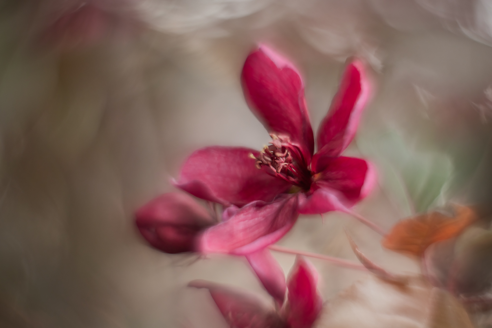You with the face, Flowering Crab, My Backyard, Strathmore, AB, 2024-05-31