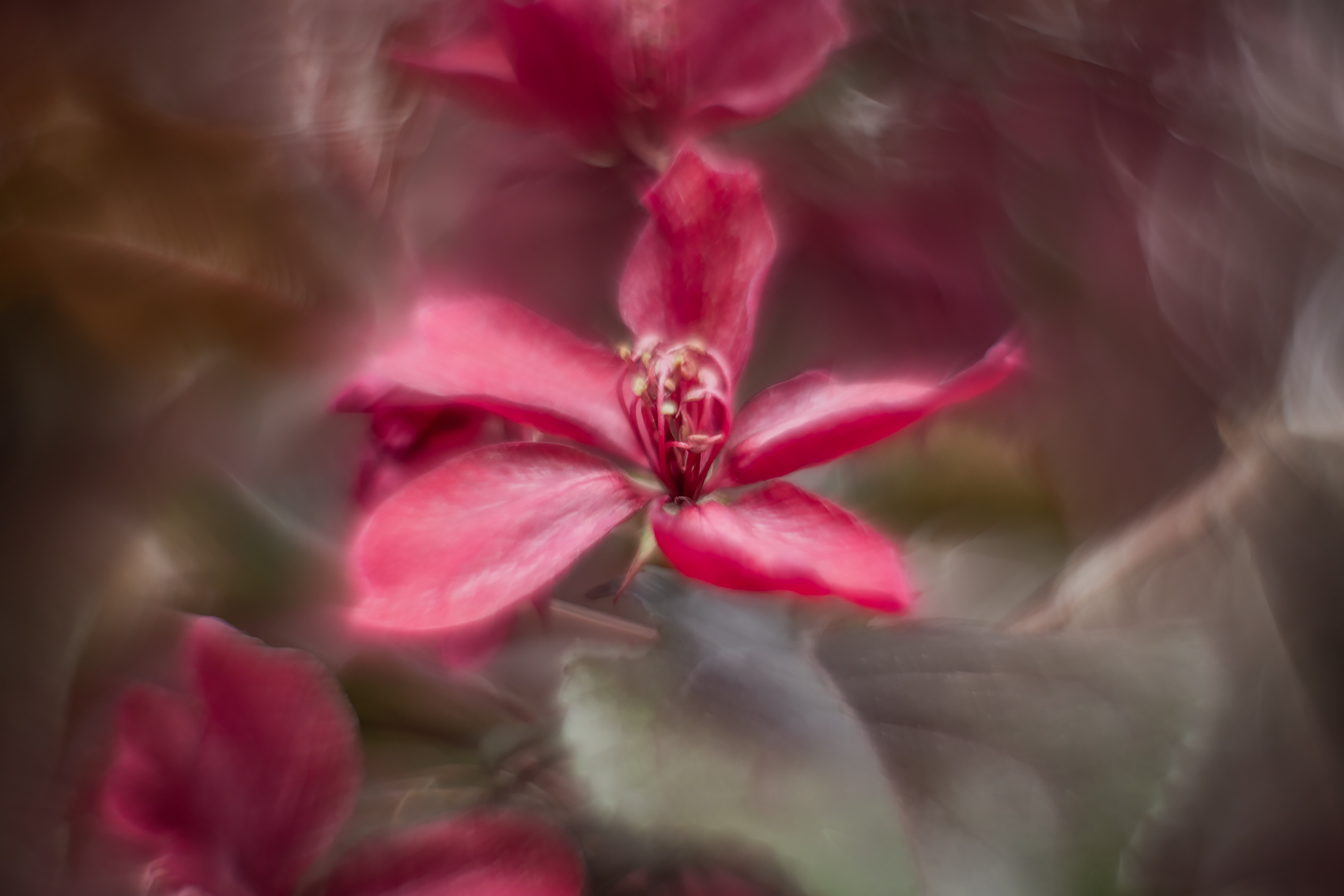 No need to fuss over me, Flowering Crab, My Backyard, Strathmore, AB, 2024-05-31