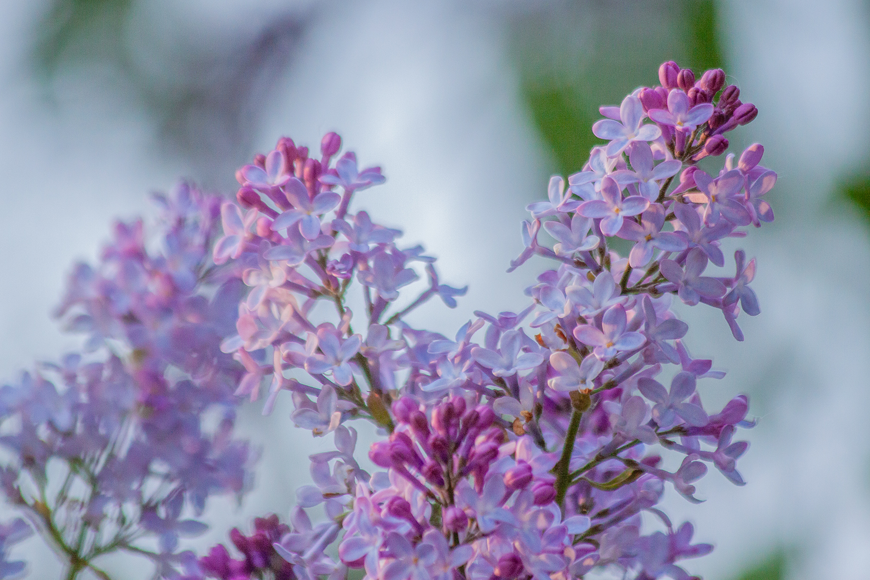 Nothing rhymes with purple, My Backyard, Strathmore, AB, 2024-05-30
