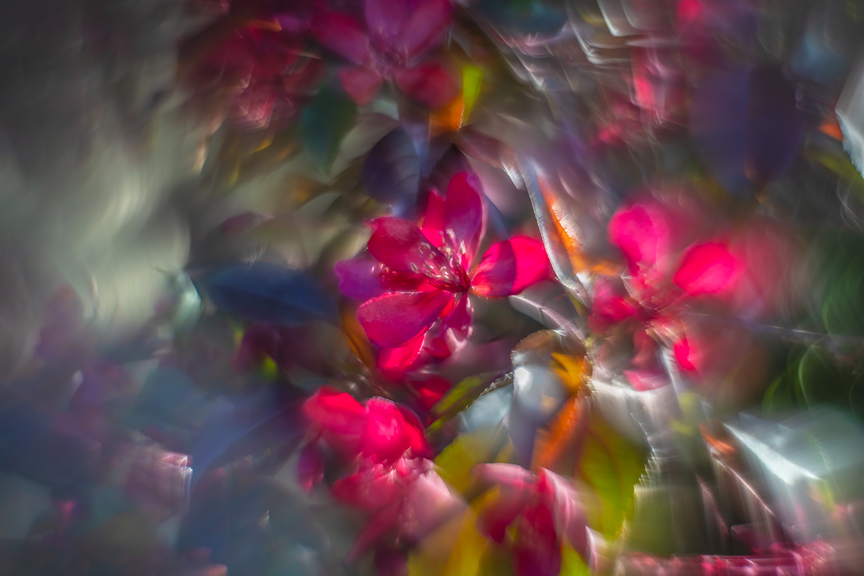 Thrills chills and spills, Flowering Crab, My Backyard, Strathmore, AB, 2024-05-31