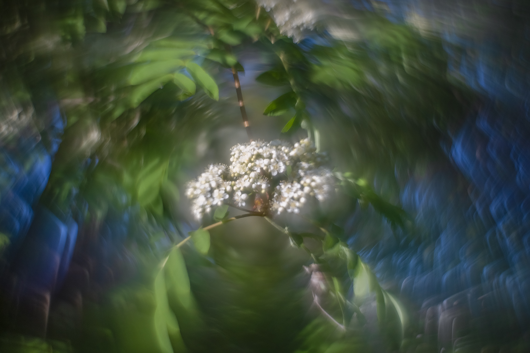 Crashing the party, Mountain Ash, My Backyard, Strathmore, AB, 2024-05-31