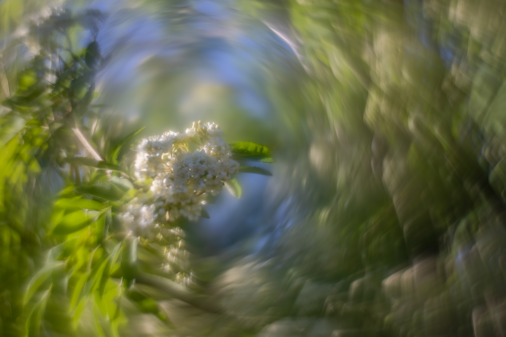 Don't be pushy, Mountain Ash, My Backyard, Strathmore, AB, 2024-05-31