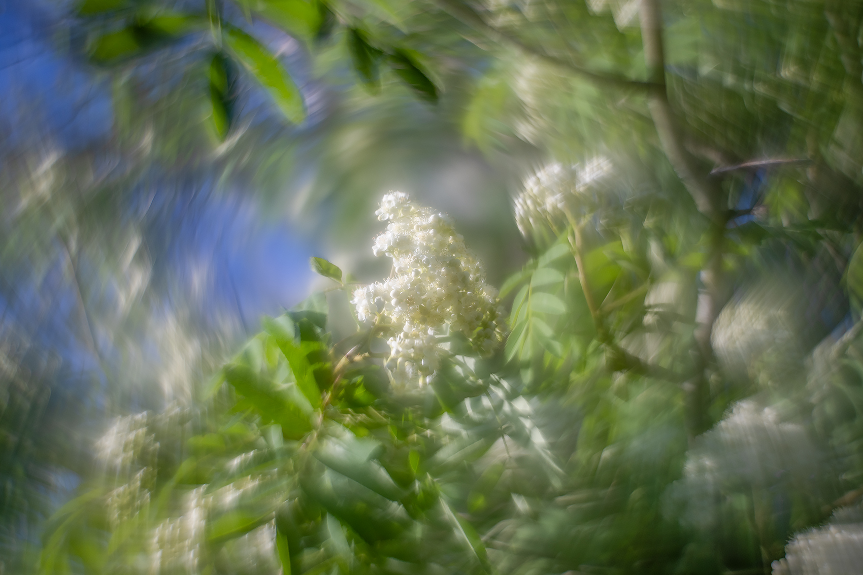 Life of the party, Mountain Ash, My Backyard, Strathmore, AB, 2024-05-31