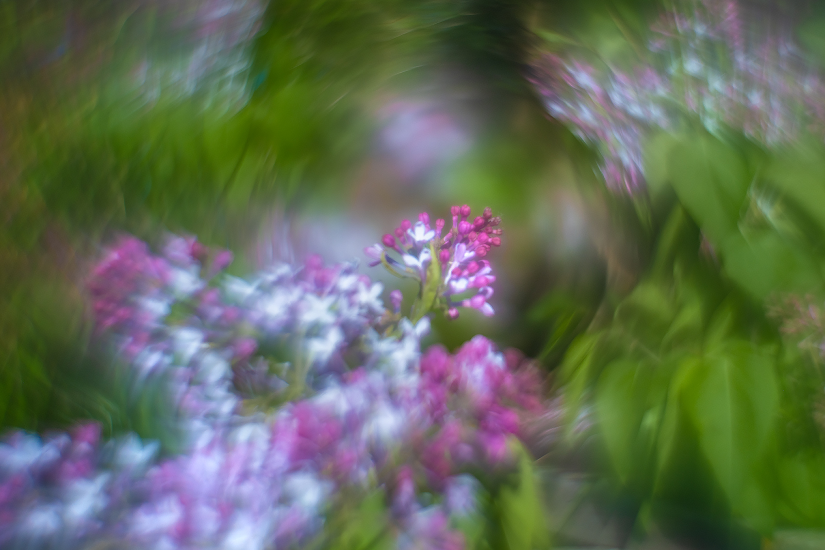 Racing toward the void, Lilacs, My Backyard, Strathmore, AB, 2024-05-31