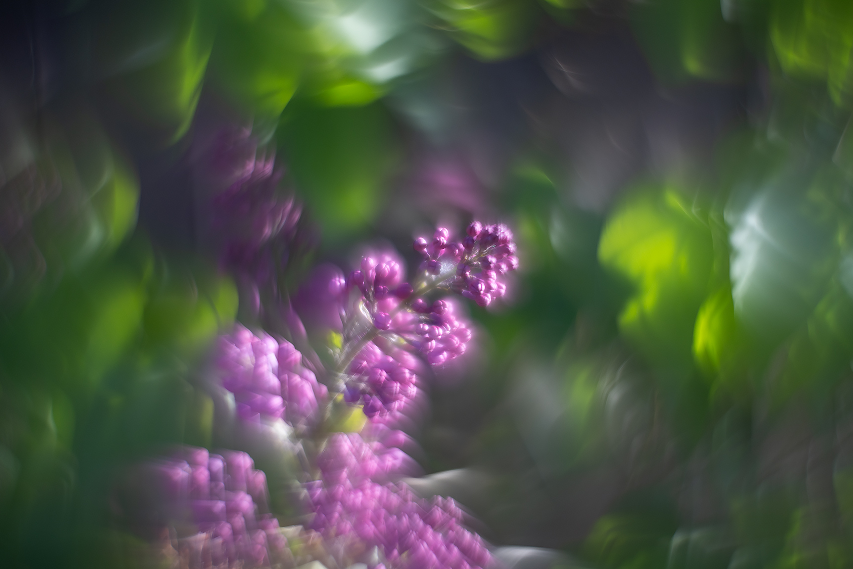 Please step forward, Lilacs, My Backyard, Strathmore, AB, 2024-05-31