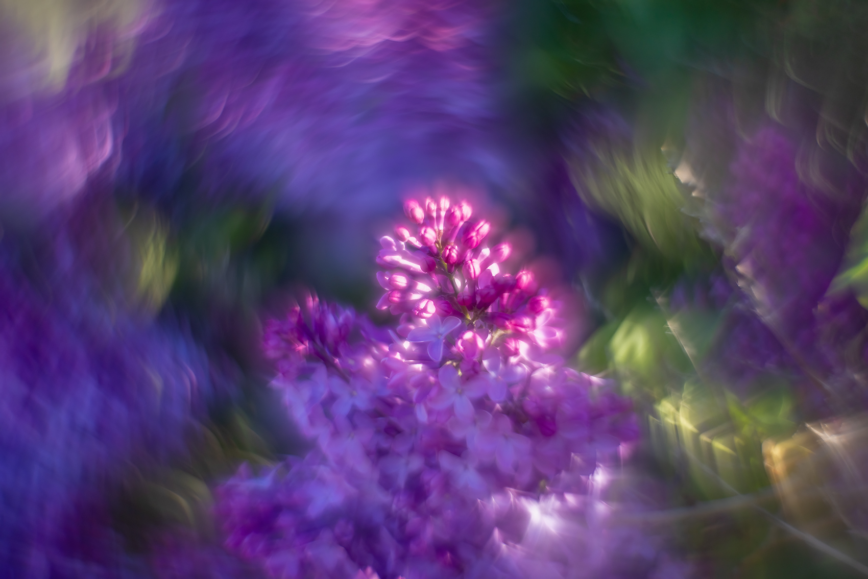 Would you like me to read your aura, Lilacs, My Backyard, Strathmore, AB, 2024-05-31