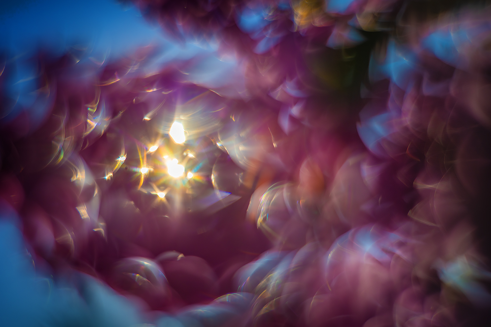 Happy accident, Lilacs, My Backyard, Strathmore, AB, 2024-05-31