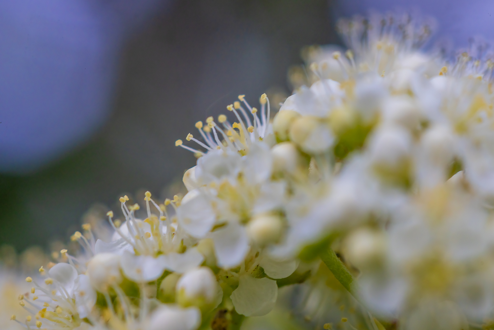 Alien landscape Mountain Ash, My Backyard, Strathmore, AB, 2024-06-03