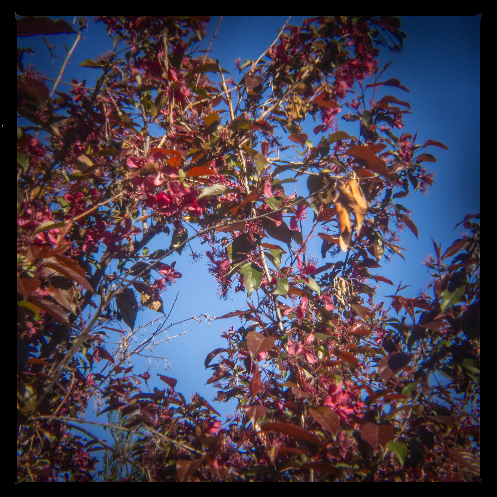 Raggedy looking tree, My Backyard, Strathmore, AB, 2024-06-04