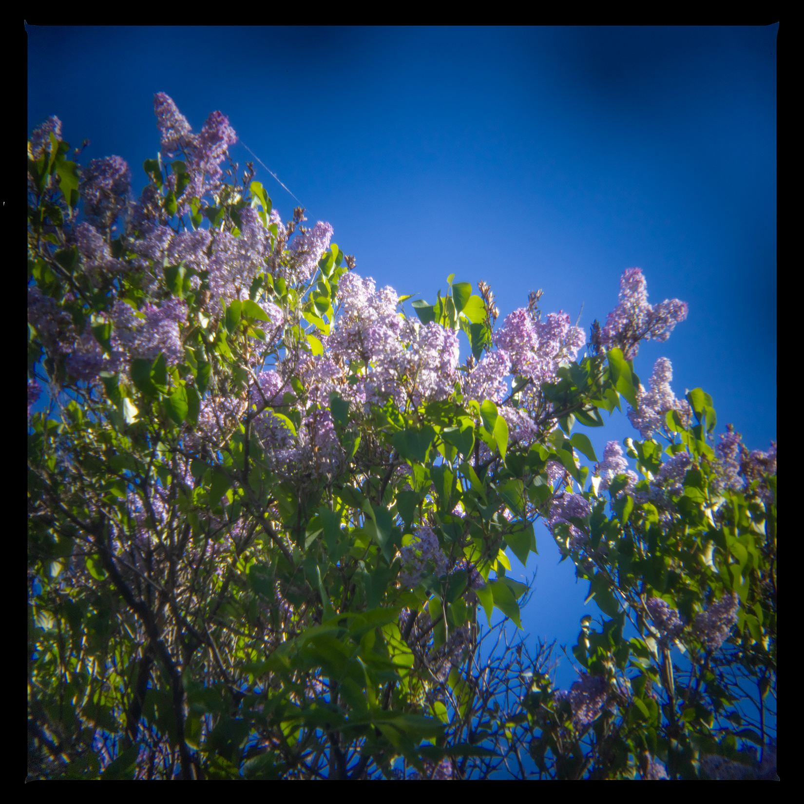 Not the prettiest, Those Lilacs, My Backyard, Strathmore, AB, 2024-06-04