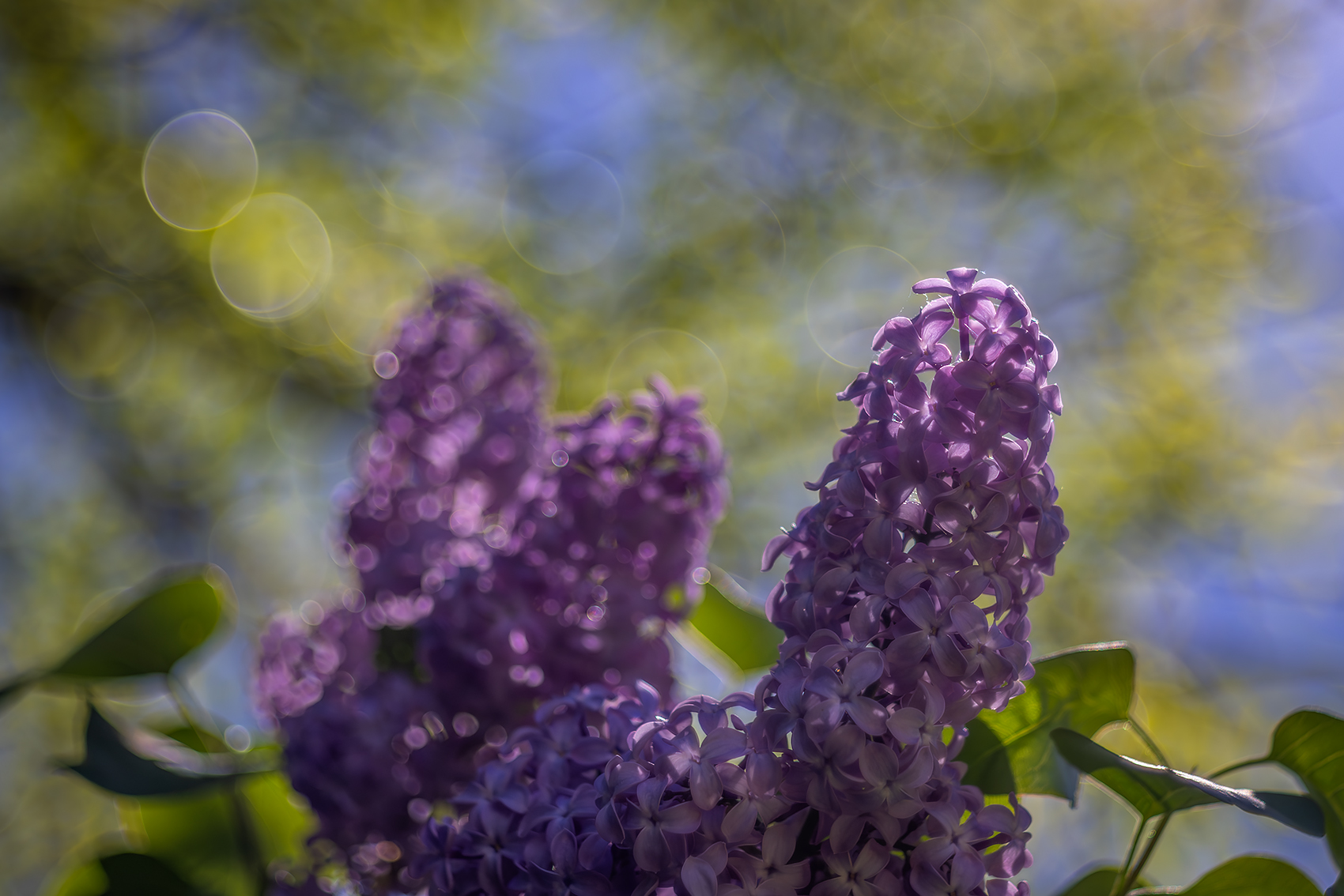 Lilacs with light bubbles, Lambert Park, Strathmore, AB, 2024-06-06