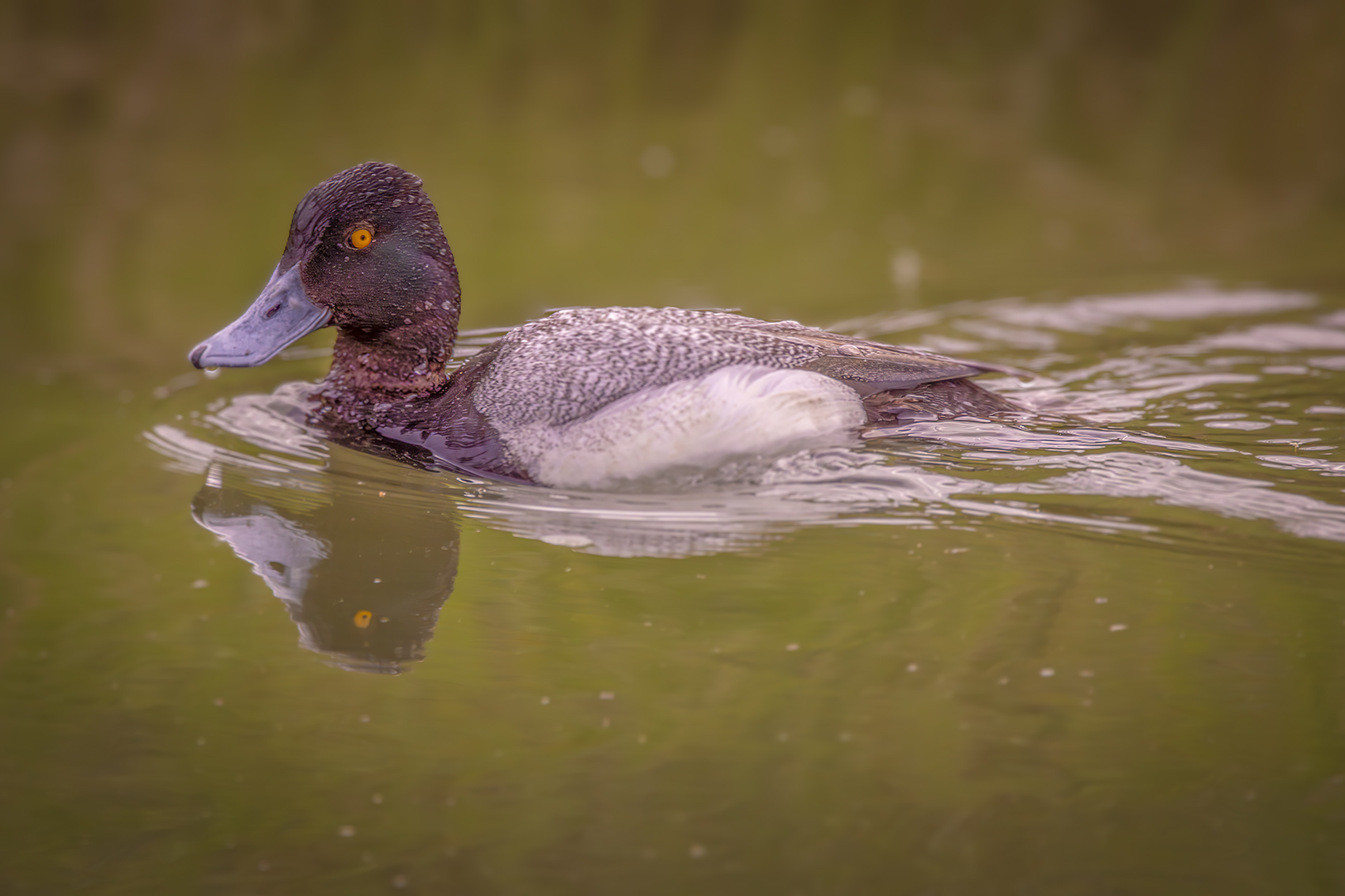 Got my eye on you, Canal on Thomas Drive, Strathmore, AB, 2024-06-06