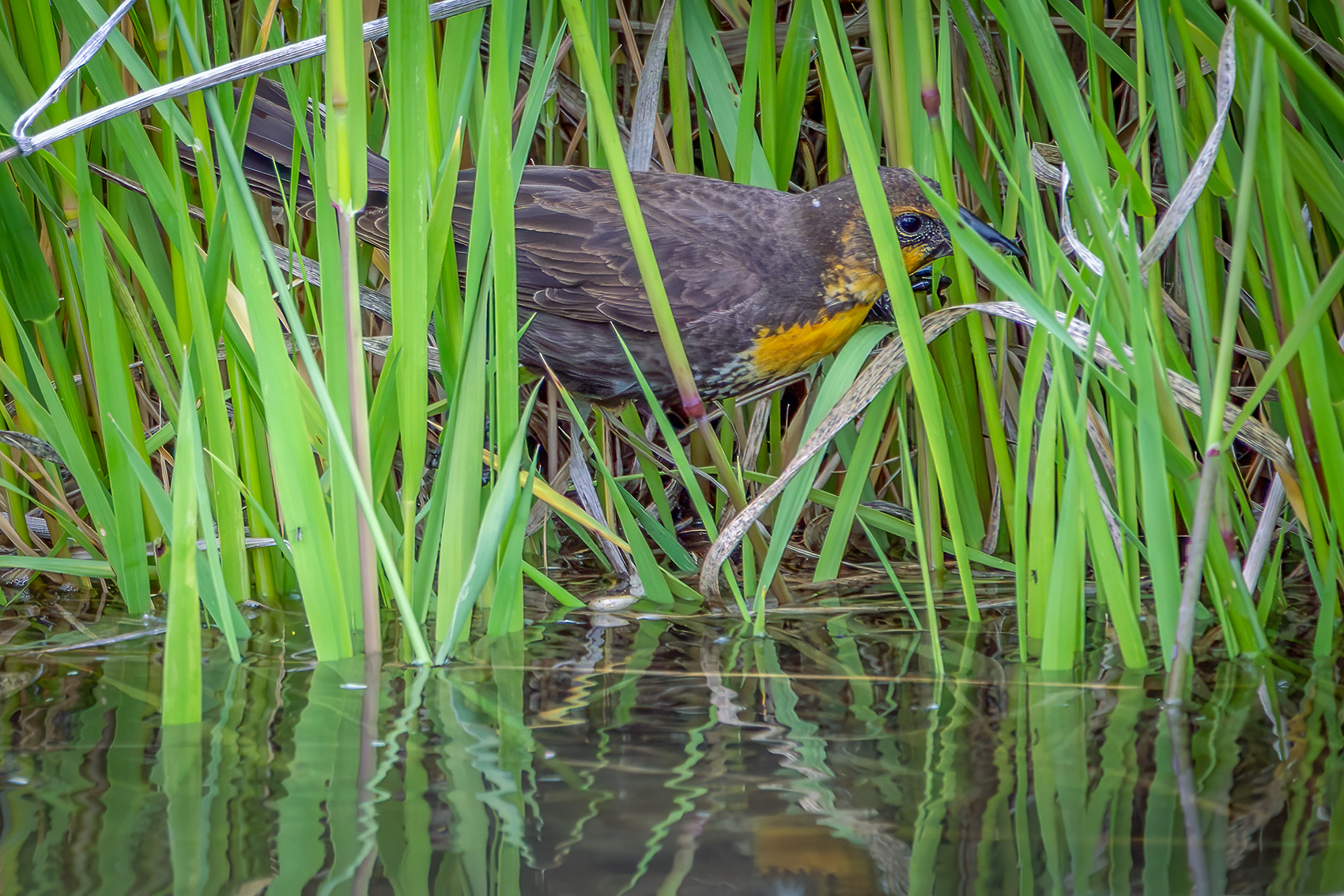 Stealth mode engaged, Canal on Thomas Drive, Strathmore, AB, 2024-06-06
