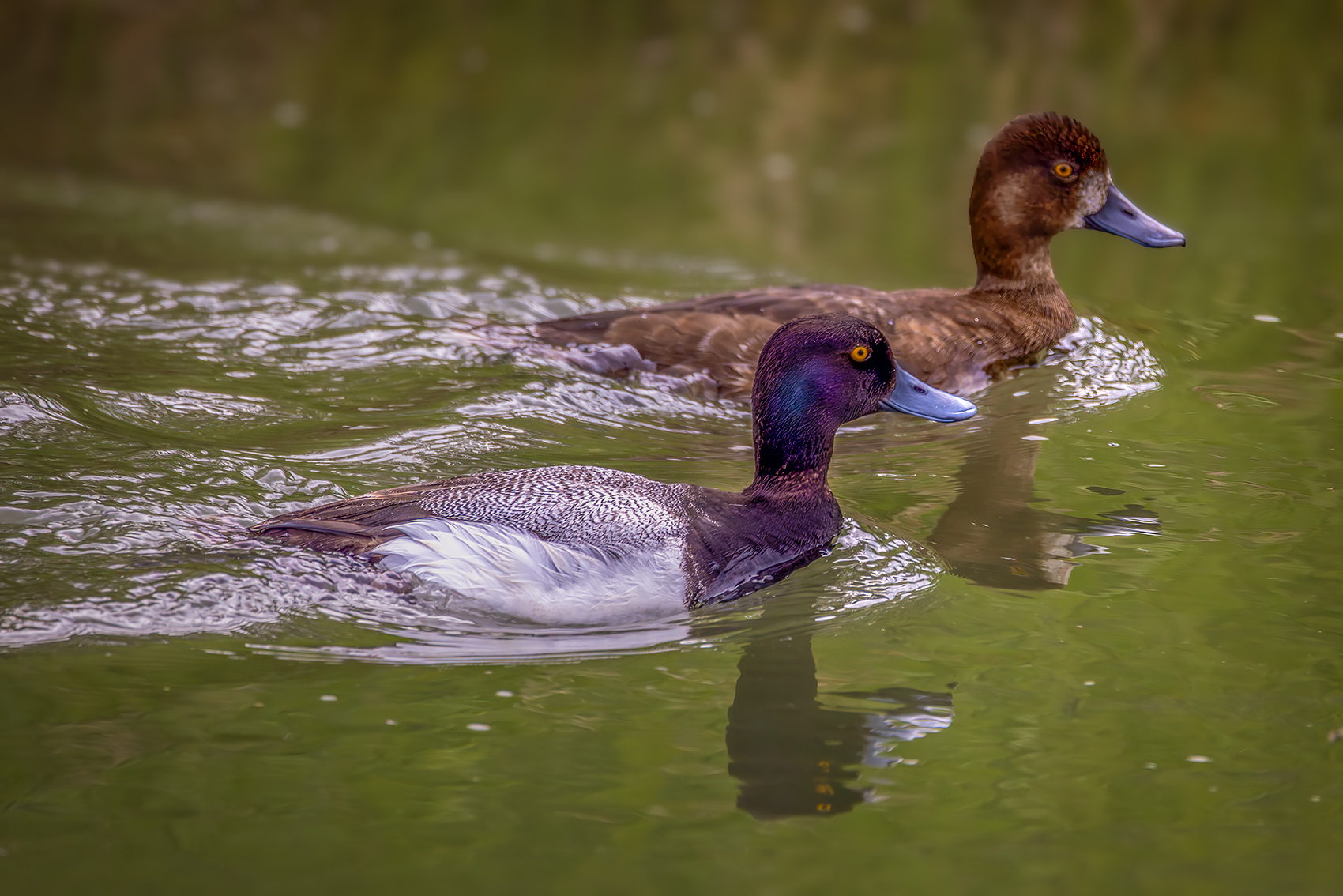 The happy couple, Canal on Thomas Drive, Strathmore, AB, 2024-06-06