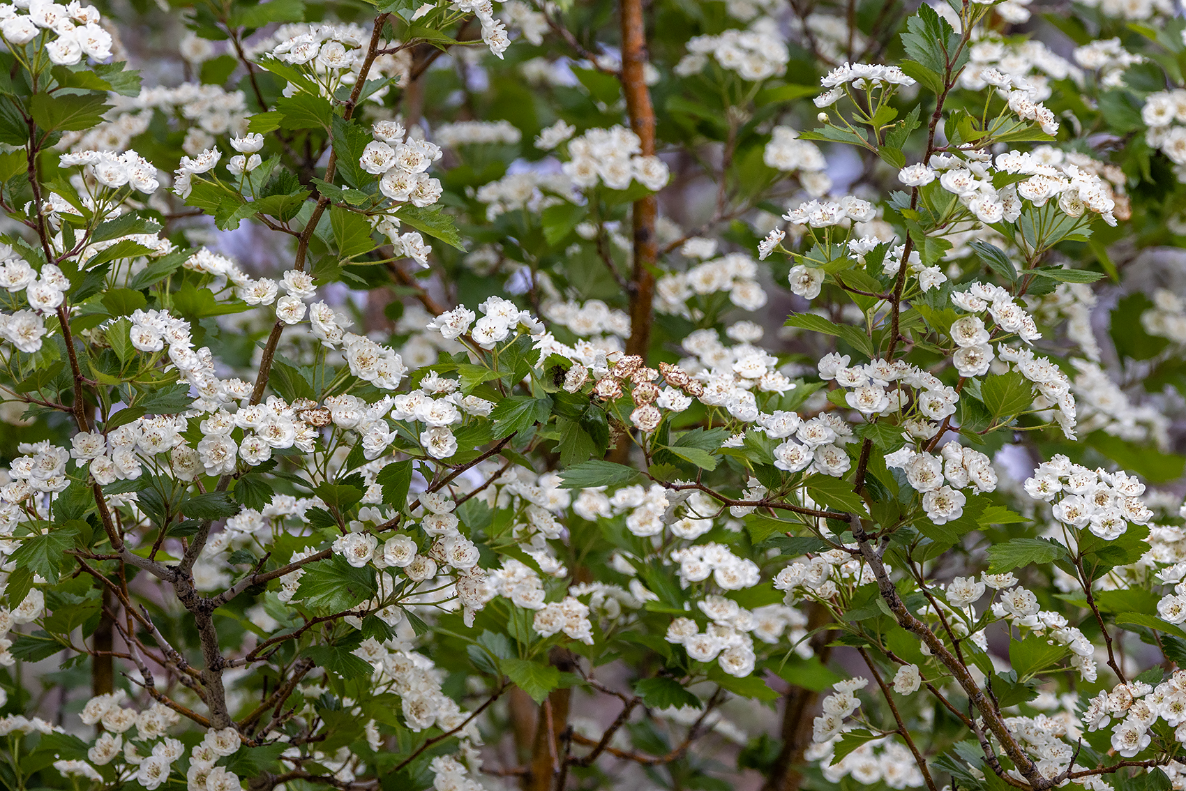 Overlooked blossoms, Trail on Thomas Drive, Strathmore, AB, 2024-06-06