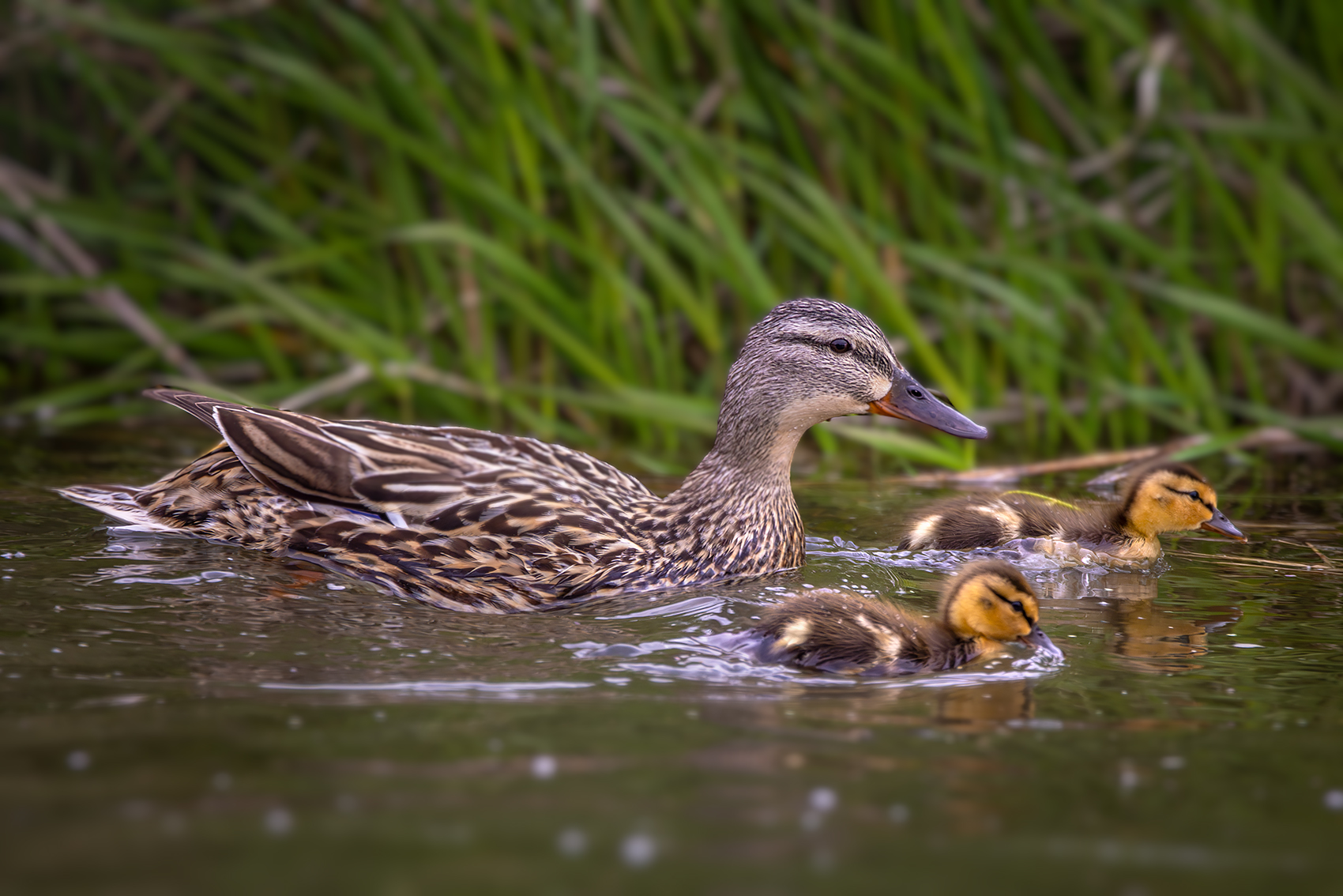 Trio to go, Canal on Thomas Drive, Strathmore, AB, 2024-06-06