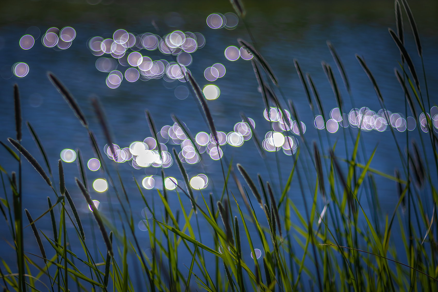 Bubbles on the water, Irrigation Canal, Strathmore, AB, 2024-06-07