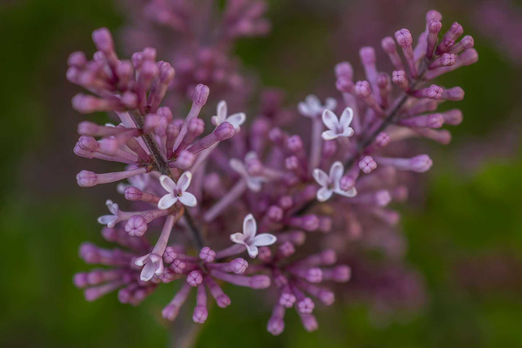 Teenagers, Lilacs, My Front Yard, Strathmore, AB, 2024-06-07