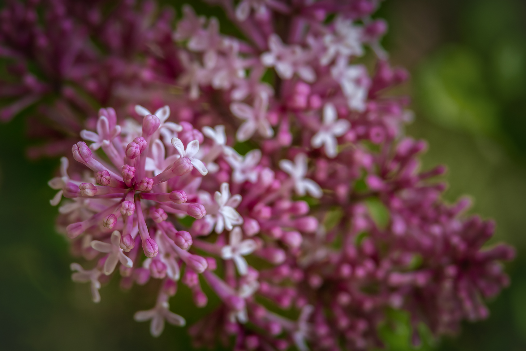 Today's Special, My Front Yard, Strathmore, AB, 2024-06-09