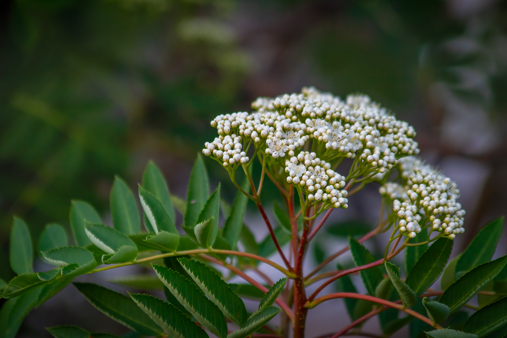 Late to the party, Mountain Ash, My Backyard, Strathmore, AB, 2024-06-10