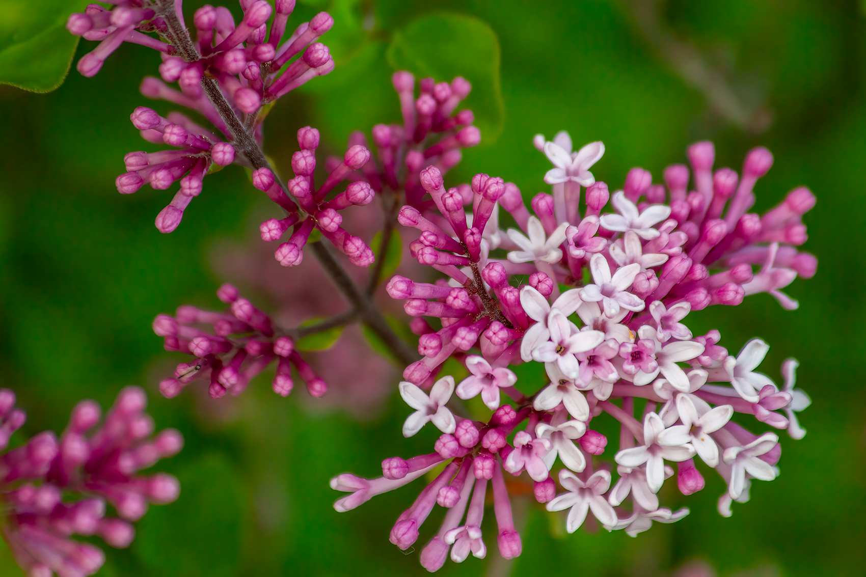 Spray park, Lilacs, My Front Yard, Strathmore, AB, 2024-06-10