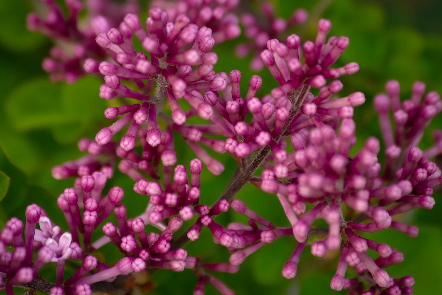 Fustercluck, Lilacs, My Front Yard, Strathmore, AB, 2024-06-10