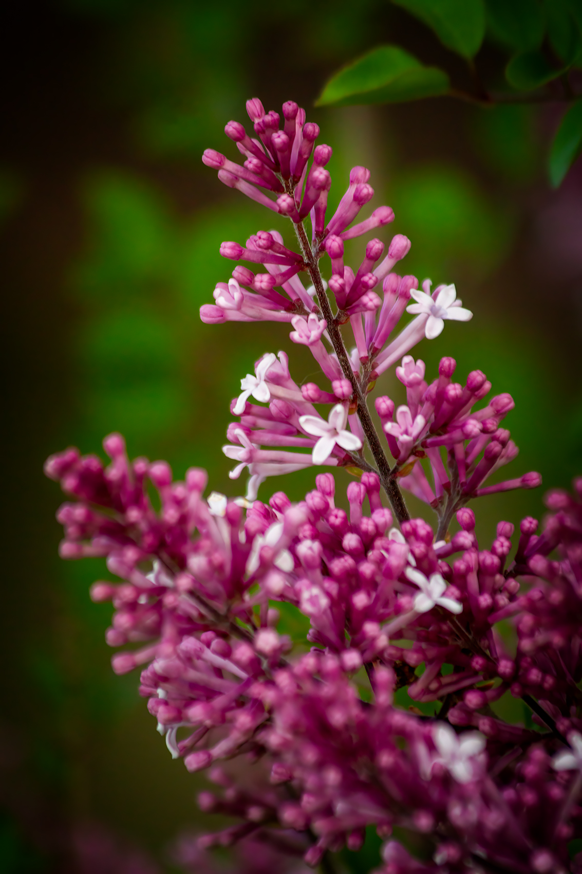 Standing at attention, Lilacs, My Front Yard, Strathmore, AB, 2024-06-10