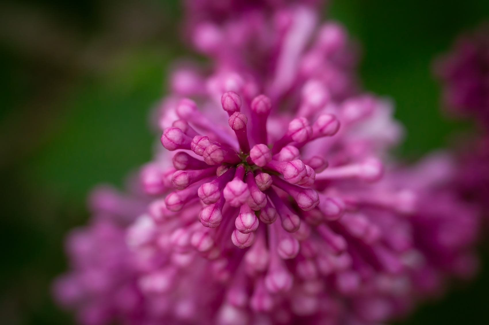 Center of attention, Lilacs, My Front Yard, Strathmore, AB, 2024-06-10