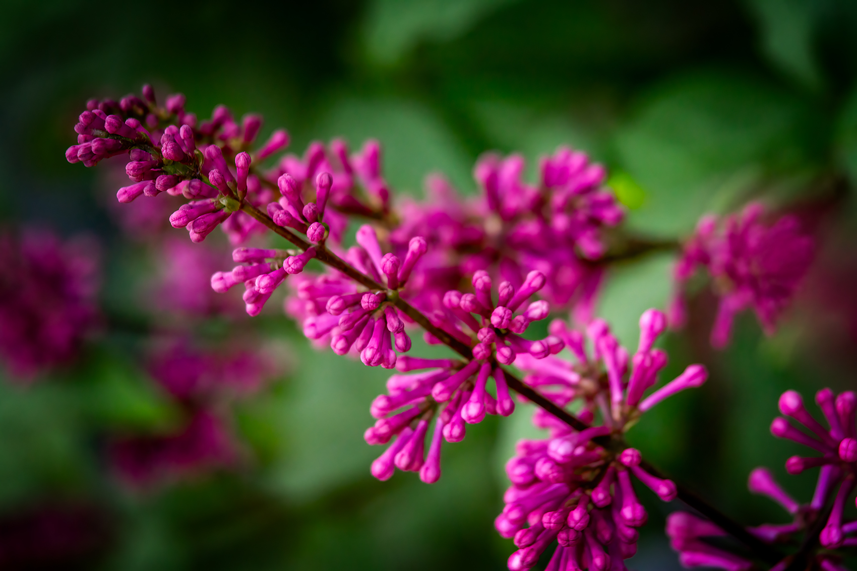 More purple pokies, Lilacs, My Front Yard, Strathmore, AB, 2024-06-10