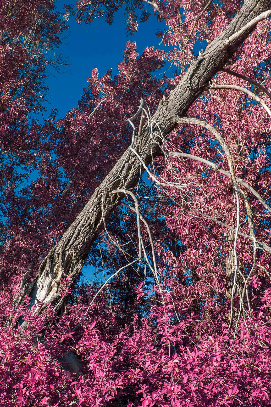 Broken, Bow River, Wyndham Carseland Park, AB, 2024-06-12