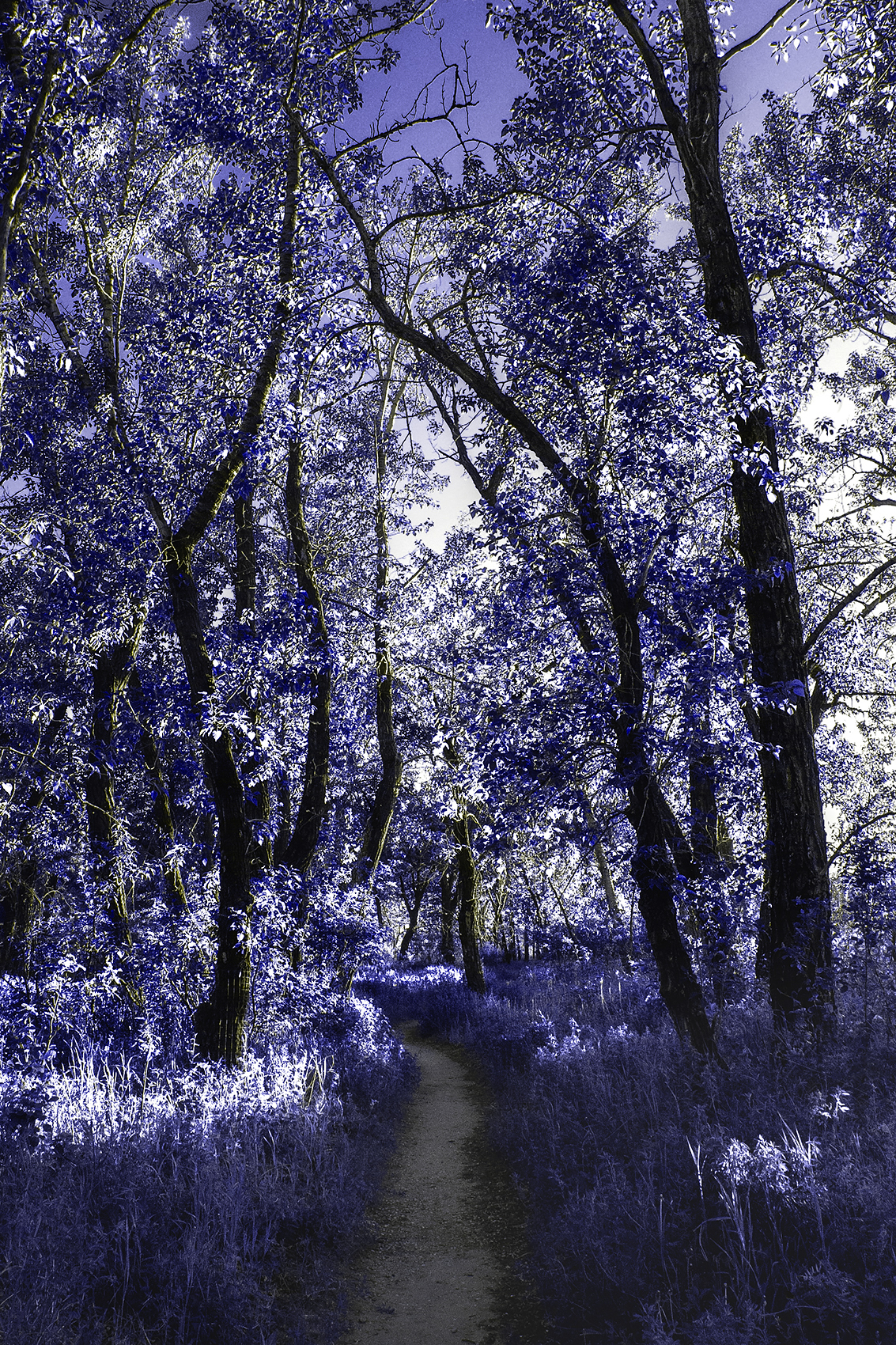 A bit blue, Bow River, Wyndham Carseland Park, AB, 2024-06-12