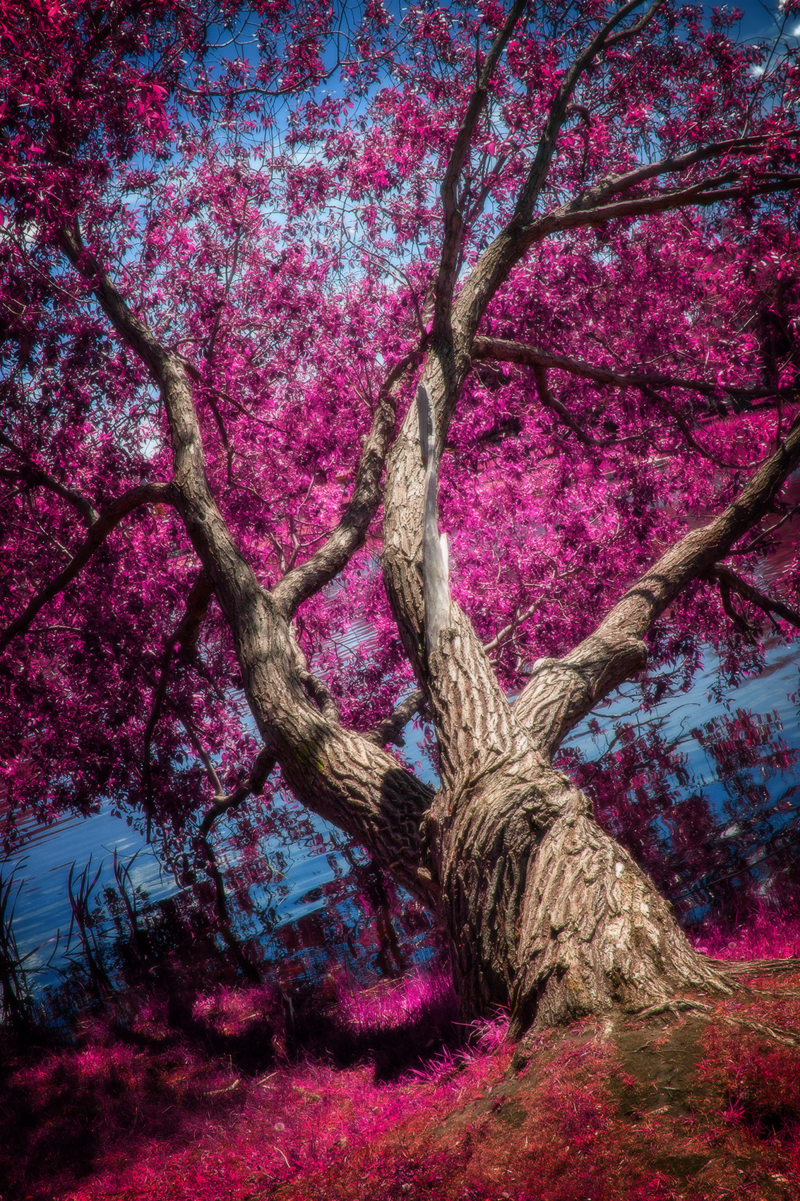 Reach for it, False Colour Faux Infrared, Strathmore, AB, 2024-06-13
