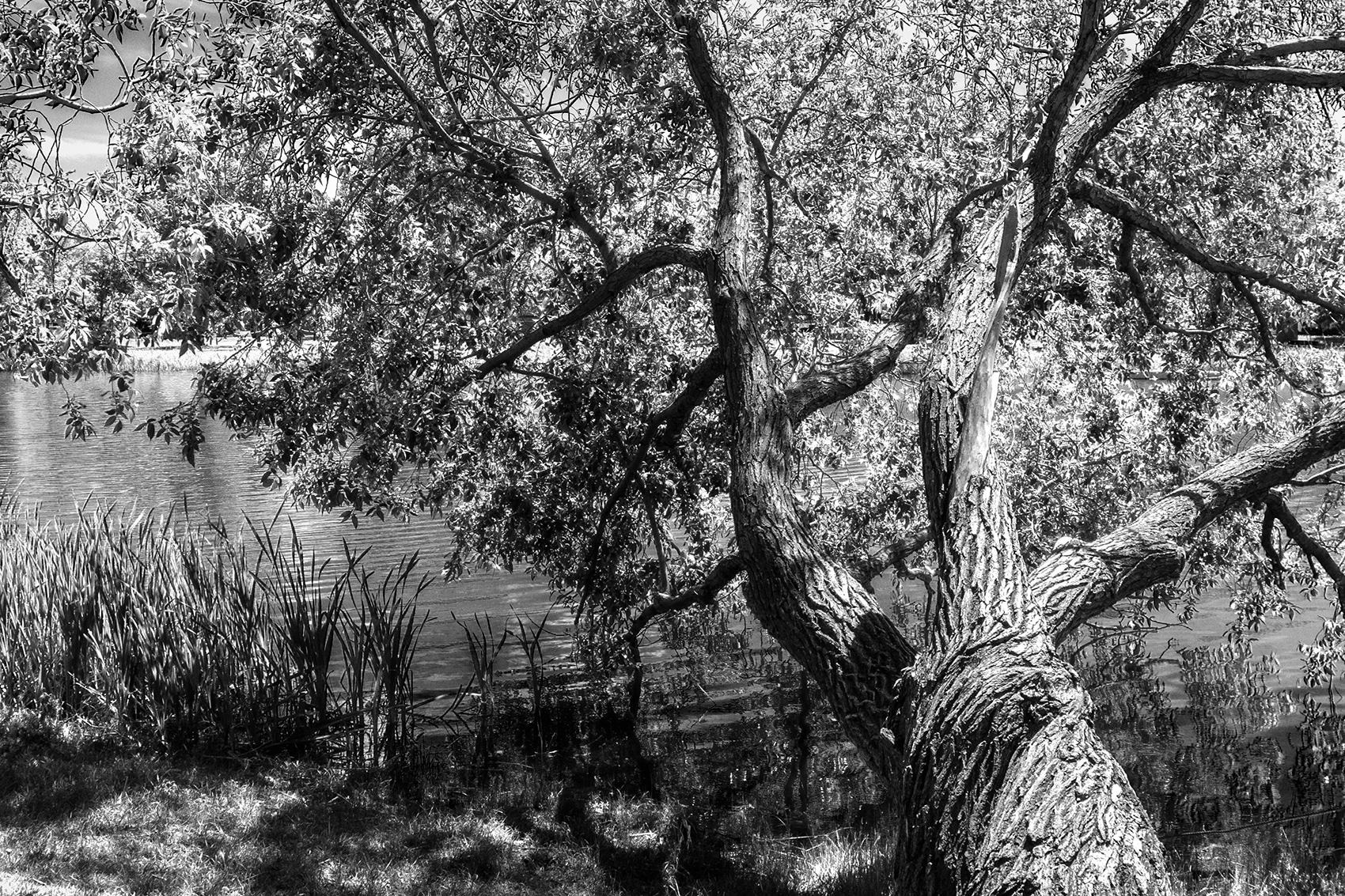 Don't get handsy, Faux B&W Infrared, Strathmore, AB, 2024-06-13
