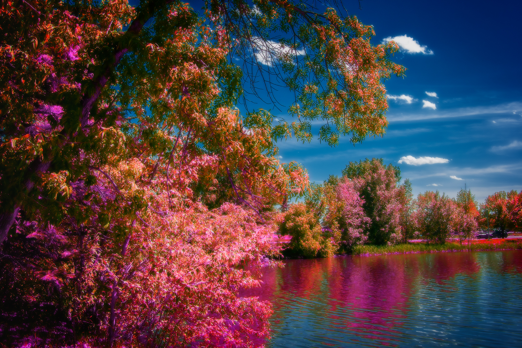 Such a faker, False Colour Faux Infrared, Strathmore, AB, 2024-06-13