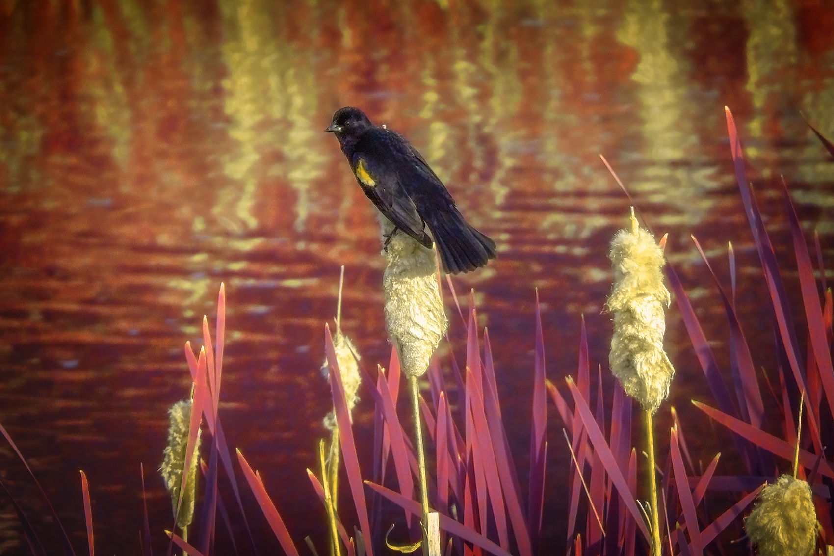 Bird Brain, False Colour Faux Infrared, Strathmore, AB, 2024-06-13