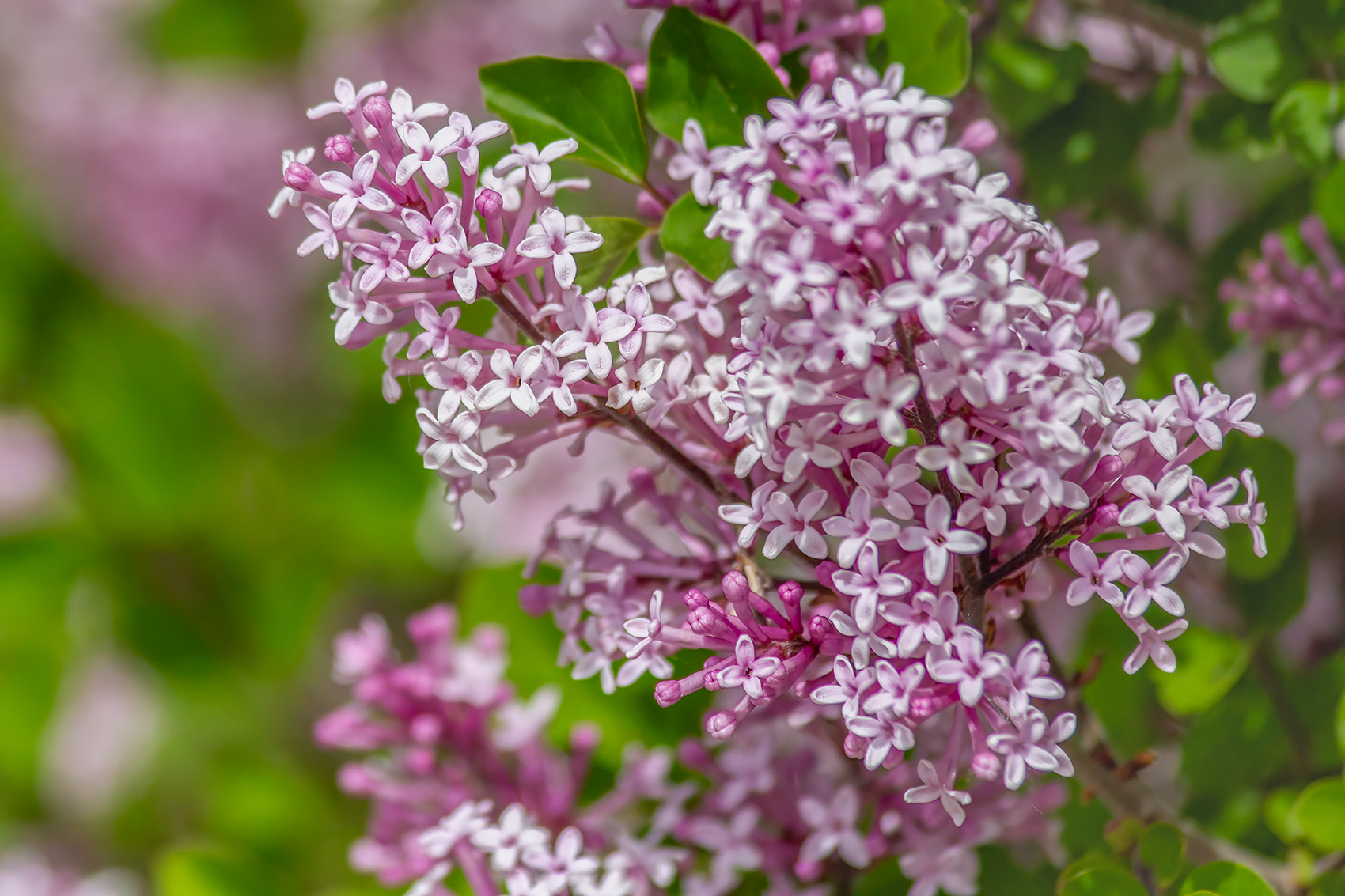Purplish pink, Lilacs, My Front Yard, Strathmore, AB, 2024-06-14