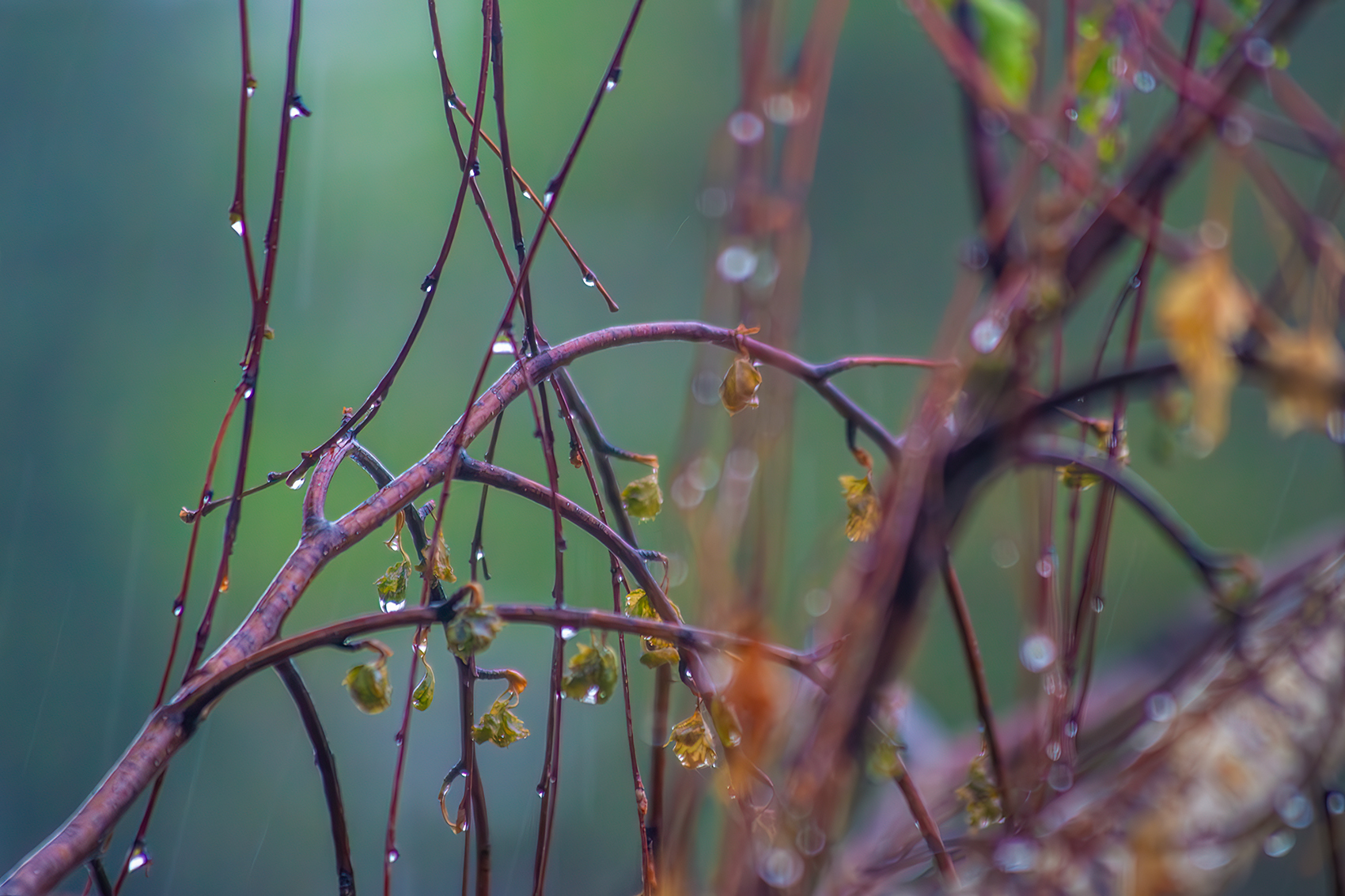 What disease looks like, My Front Yard, Strathmore, AB, 2024-06-15