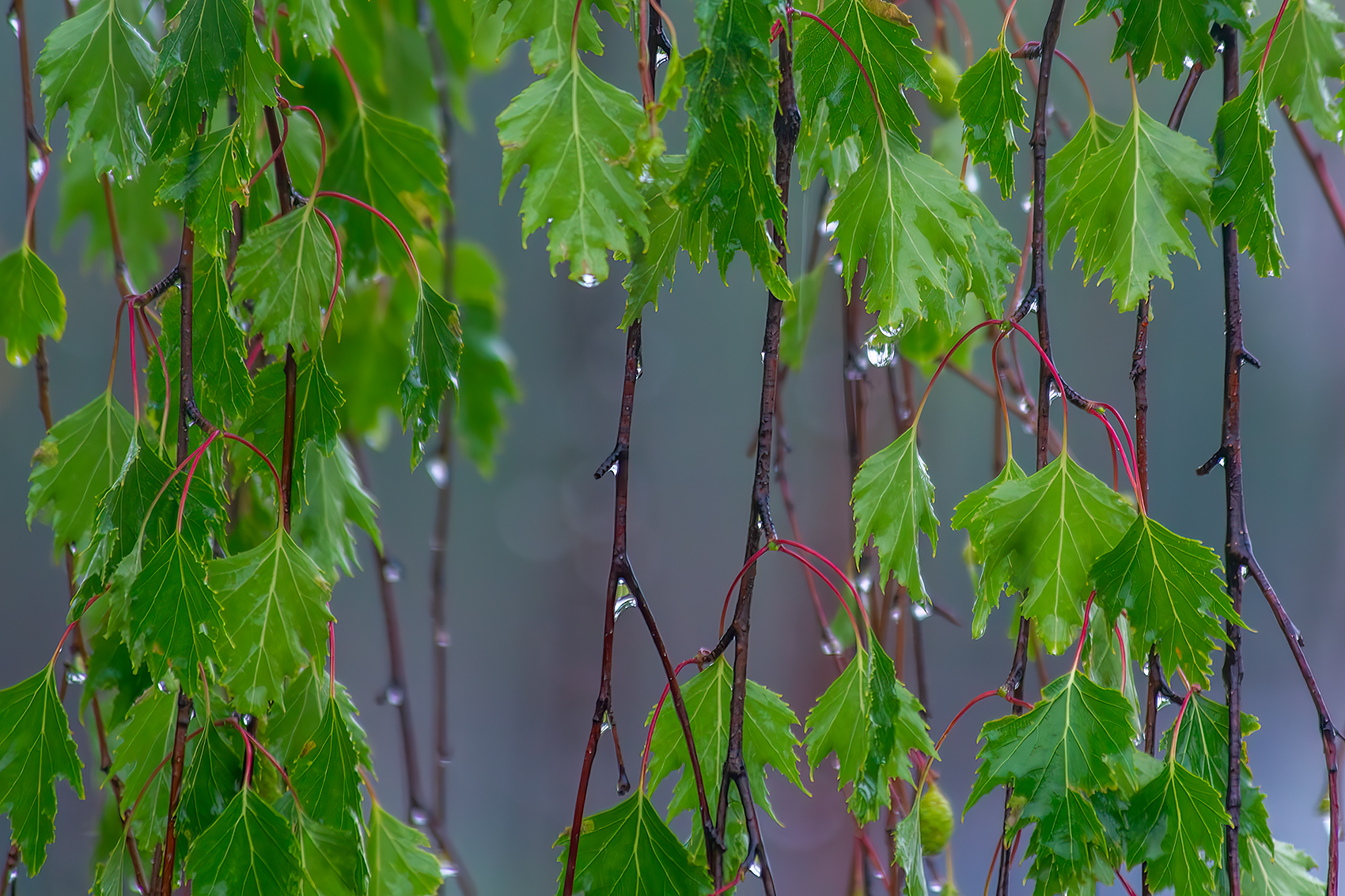 What remains, My Front Yard, Strathmore, AB, 2024-06-15
