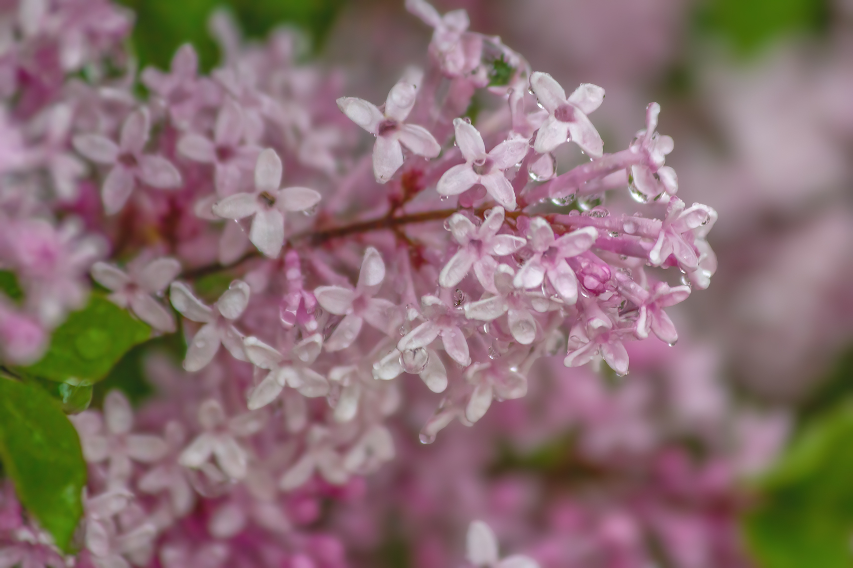 Purple rain, My Front Yard, Strathmore, AB, 2024-06-15