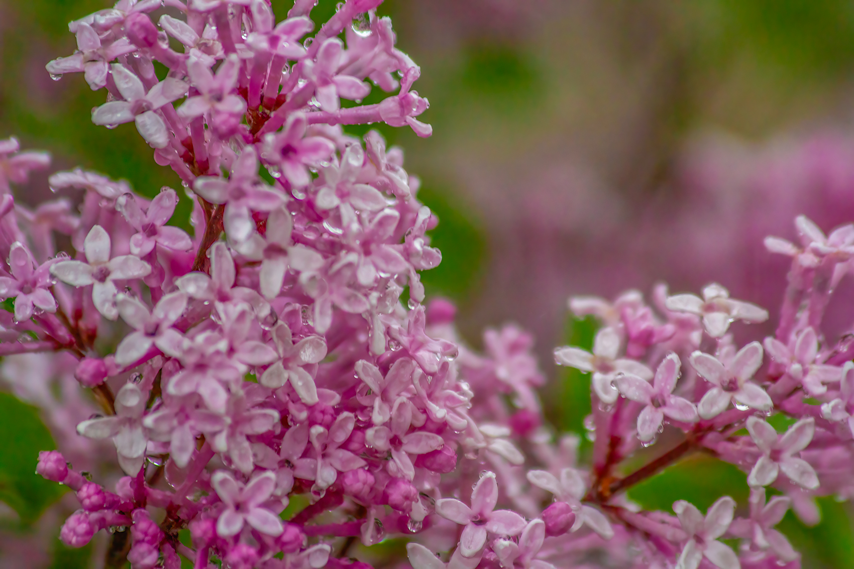 Wet behind the ears, My Front Yard, Strathmore, AB, 2024-06-15