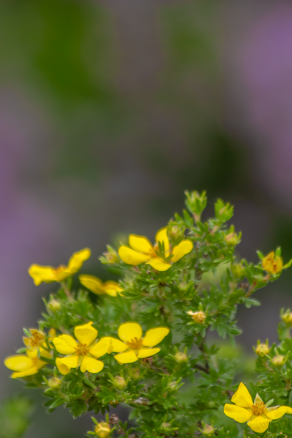 Old Yeller, My Front Yard, Strathmore, AB, 2024-06-16