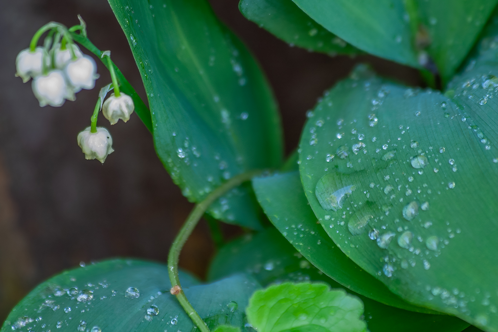 After the shower, My Back Yard, Strathmore, AB, 2024-06-16