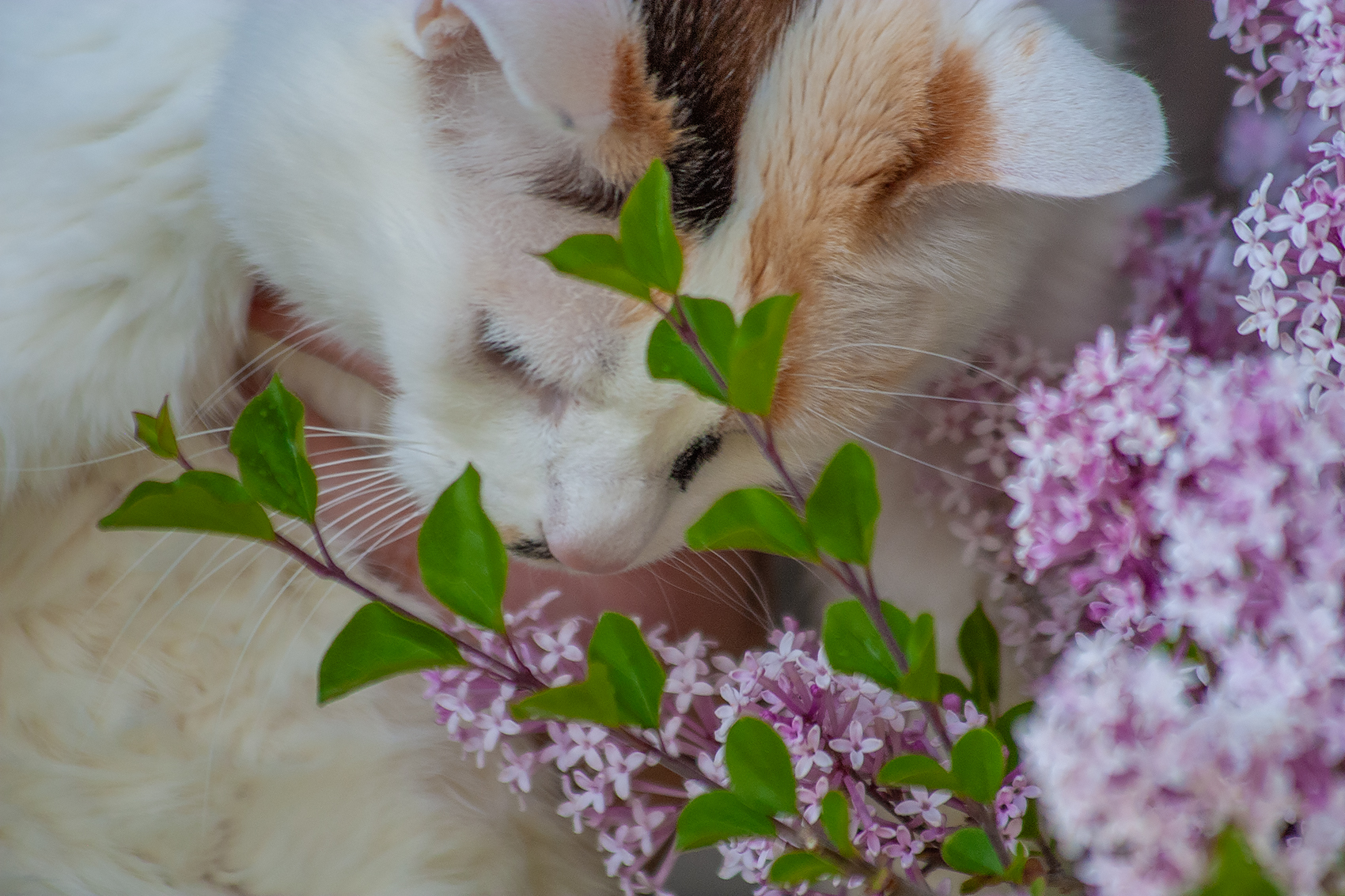 Lady and the lilacs, Lilacs, My Front Yard, Strathmore, AB, 2024-06-16