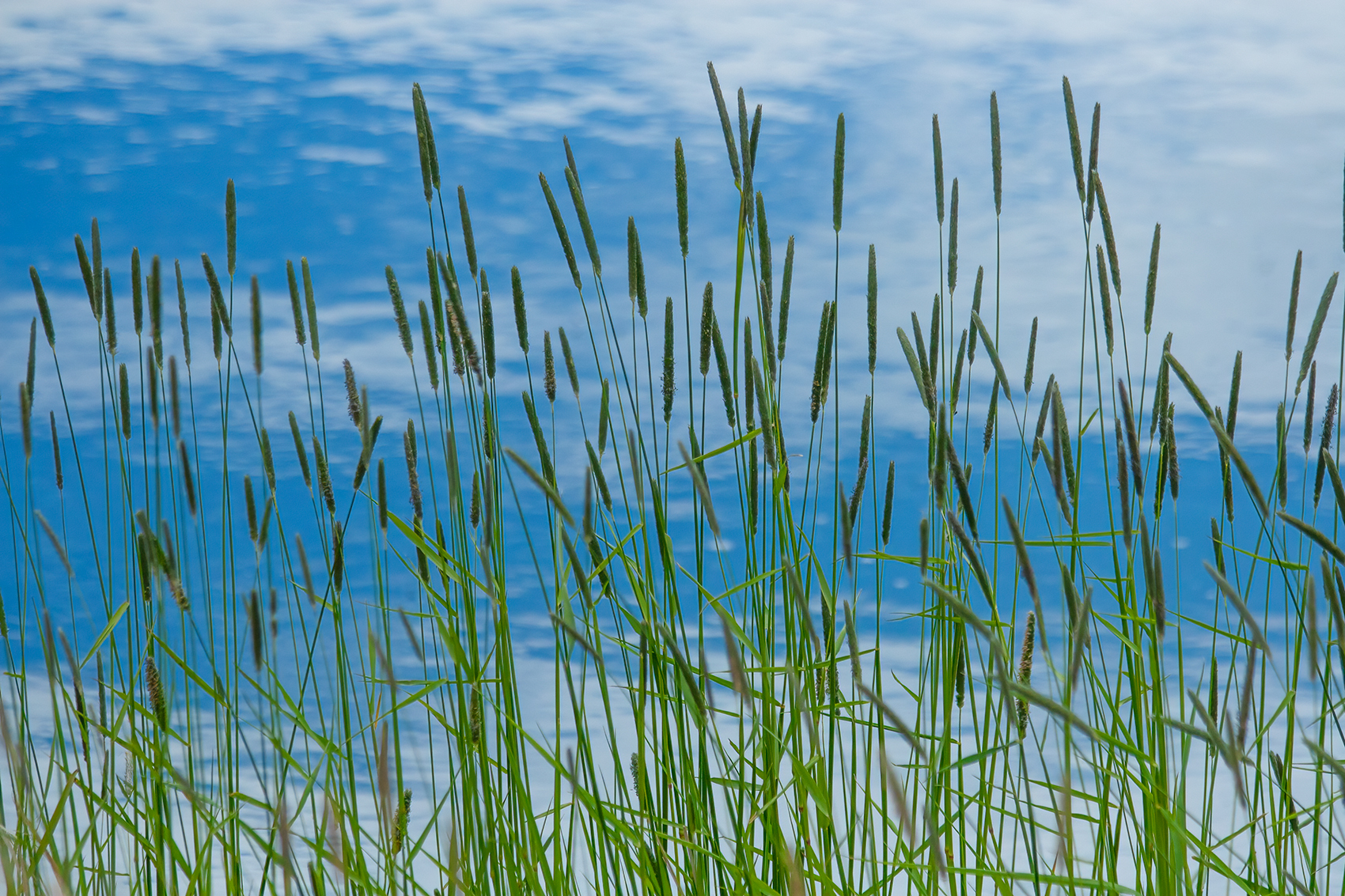 Reeds on the shore, Irrigation Canal on Thomas Drive, Strathmore, AB, 2024-06-18