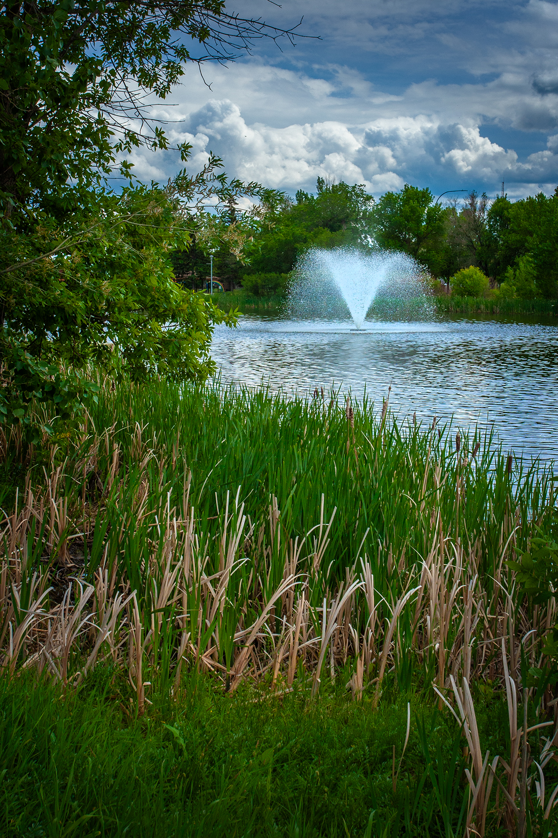 Sideways glance, Kinsmen Park, Strathmore, AB, 2024-06-17