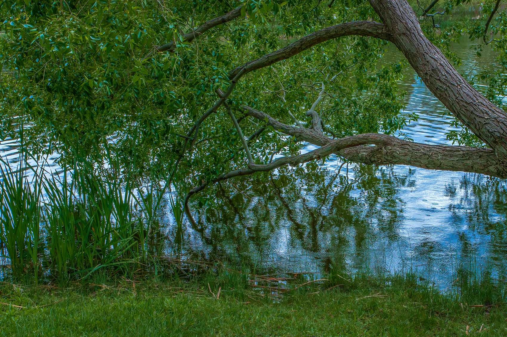 Gnarly, Kinsmen Park, Strathmore, AB, 2024-06-17