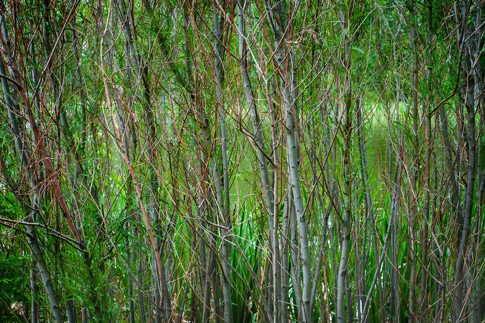 Feeling bushed, Kinsmen Park, Strathmore, AB, 2024-06-17