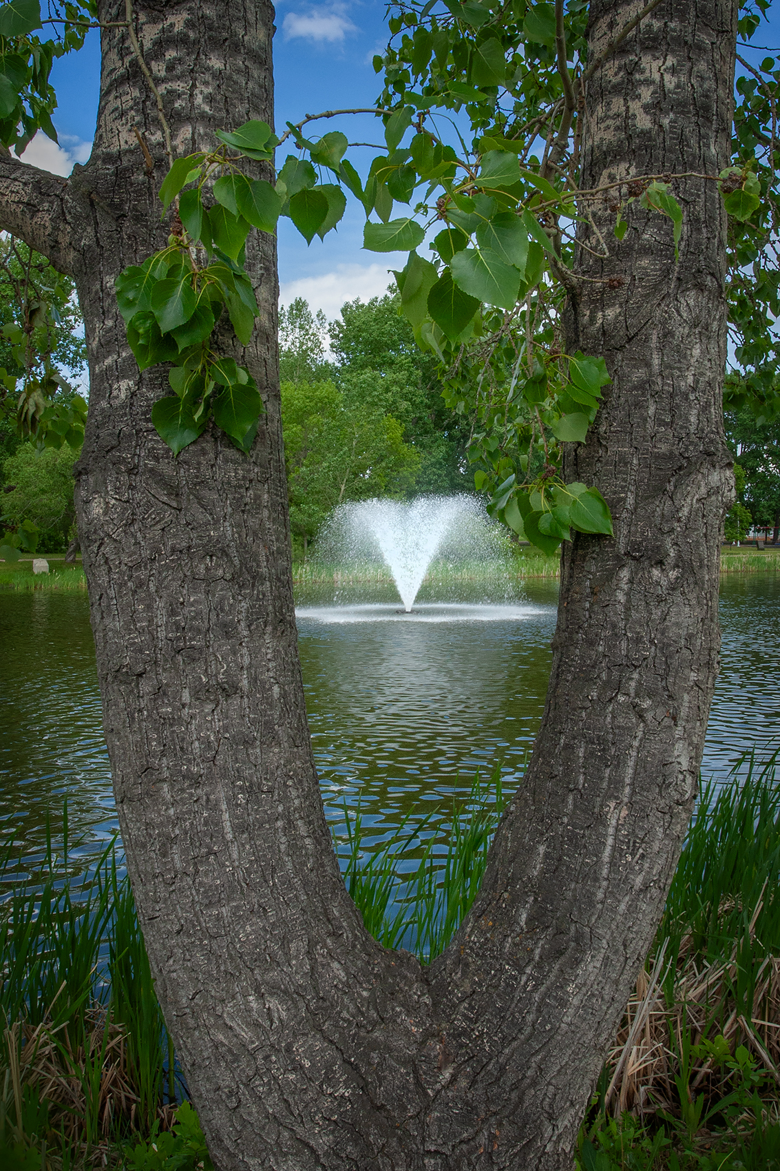 Peek-a-boo, Kinsmen Park, Strathmore, AB, 2024-06-17
