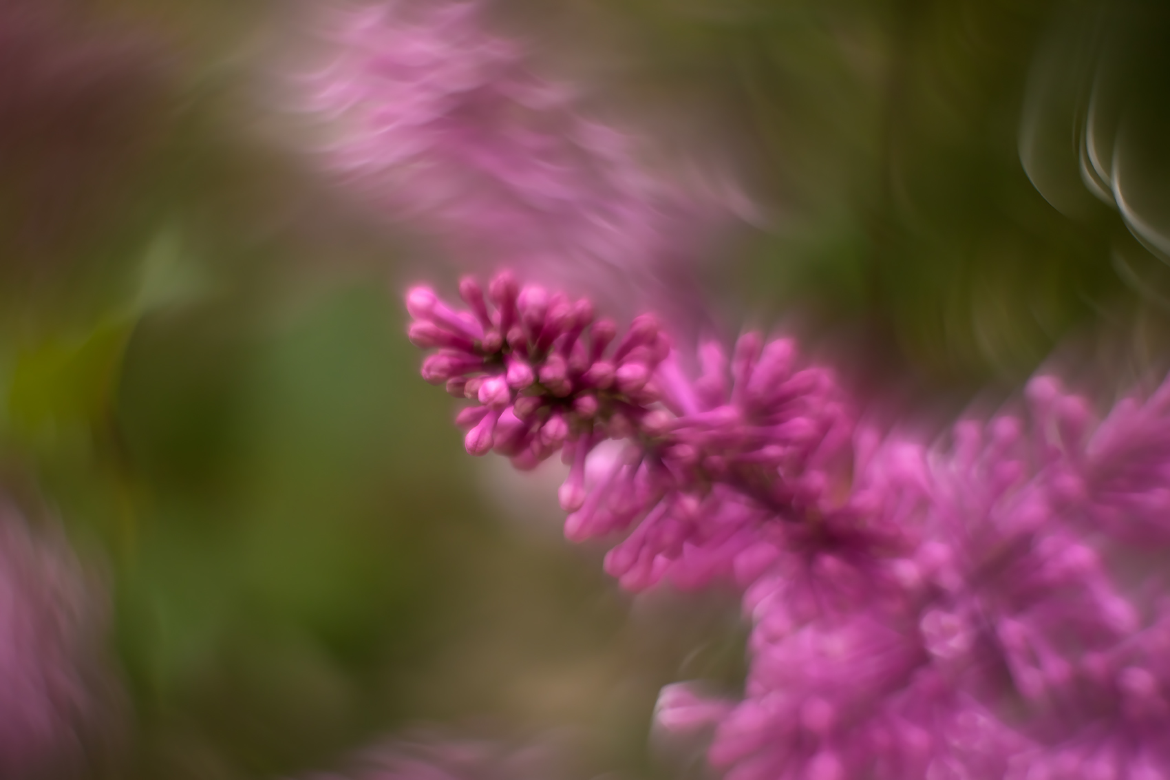 When you stick out in a crowd, Lilacs, My Front Yard, Strathmore, AB, 2024-06-18